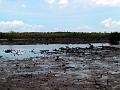 25 - Mangrove 019